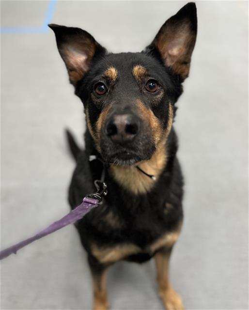 adoptable Dog in San Jose, CA named HENRY