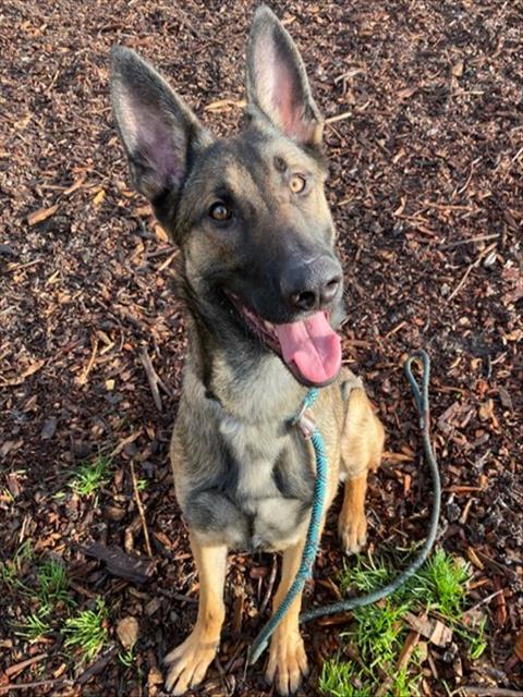 adoptable Dog in San Jose, CA named SIDNEY