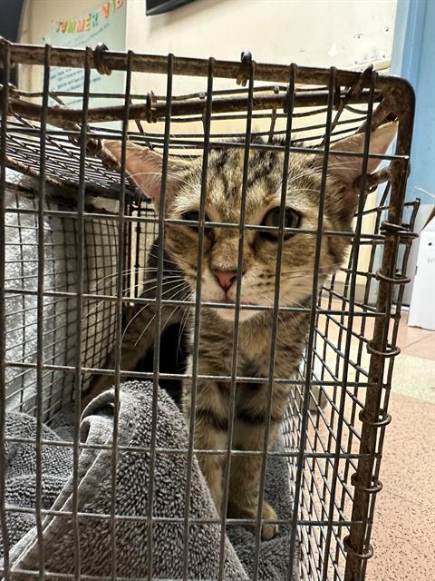 adoptable Cat in San Jose, CA named A1353571