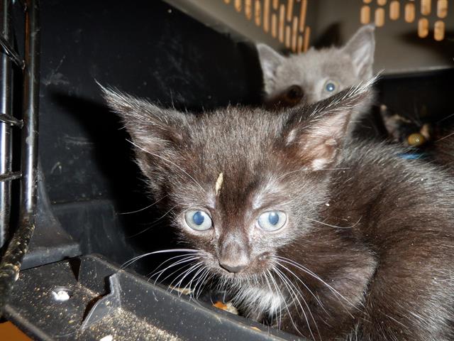 adoptable Cat in San Jose, CA named A1353360