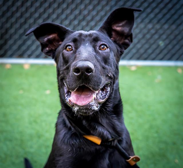 adoptable Dog in San Jose, CA named ANGUS