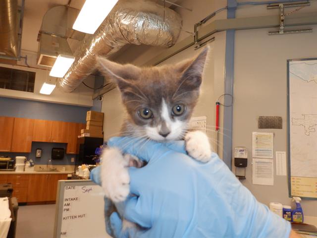 adoptable Cat in San Jose, CA named A1354828