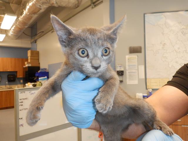 adoptable Cat in San Jose, CA named A1354830