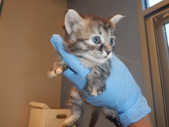 adoptable Cat in San Jose, CA named A1350657