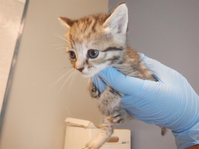 adoptable Cat in San Jose, CA named A1350660