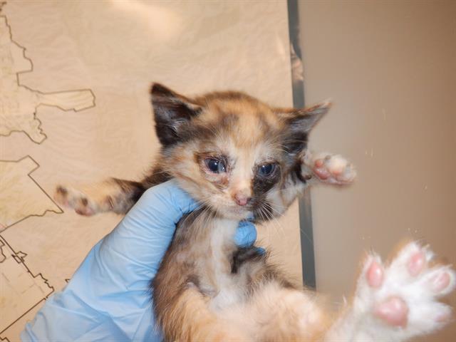 adoptable Cat in San Jose, CA named A1351268