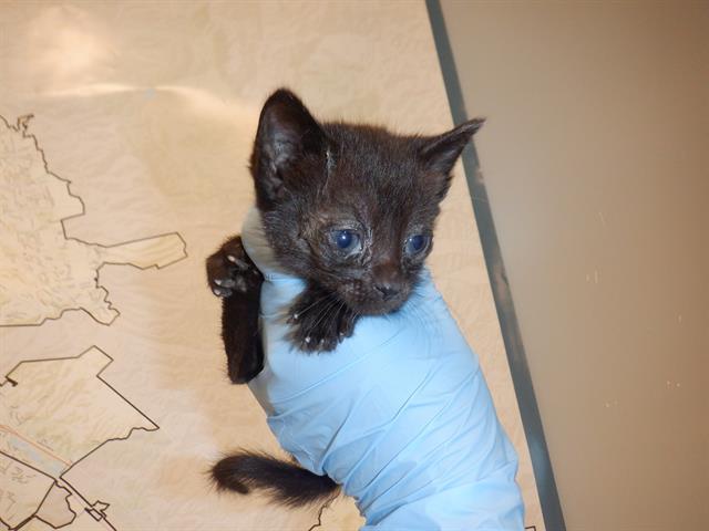 adoptable Cat in San Jose, CA named A1351270