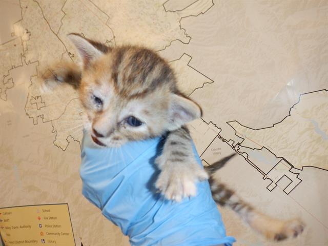 adoptable Cat in San Jose, CA named A1353038