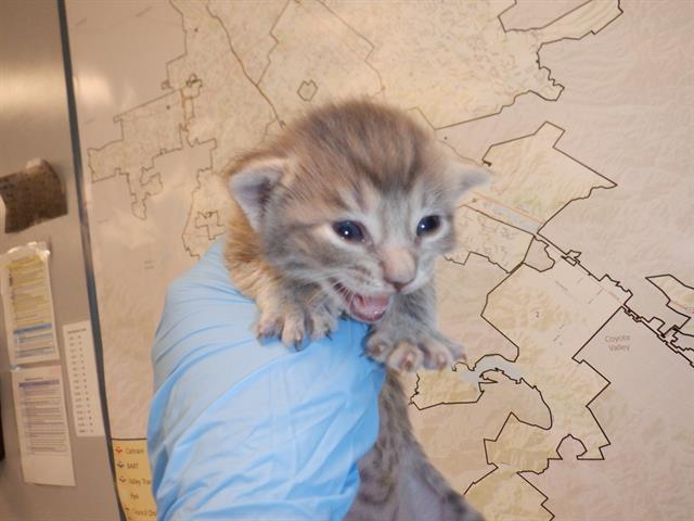 adoptable Cat in San Jose, CA named A1353041