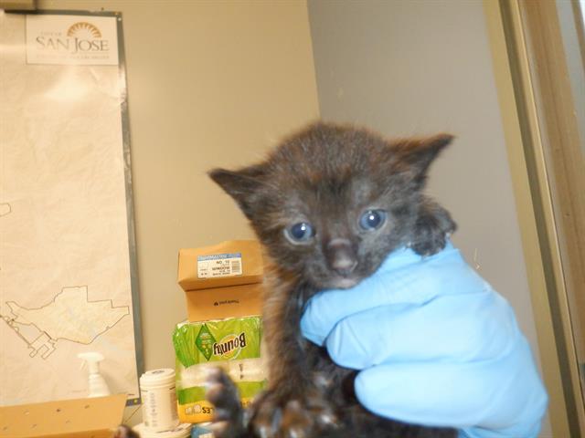 adoptable Cat in San Jose, CA named A1353559