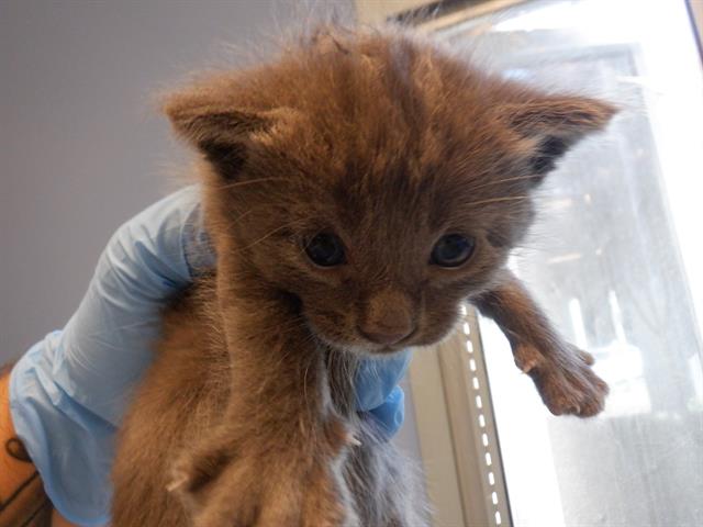 adoptable Cat in San Jose, CA named A1354113