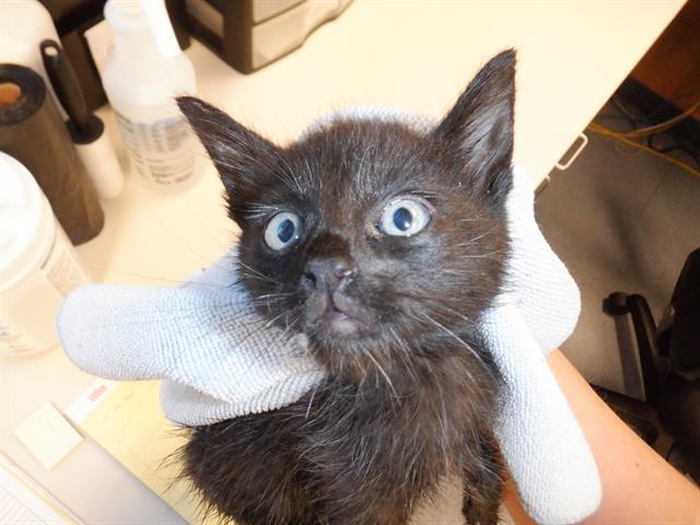 adoptable Cat in San Jose, CA named A1354153