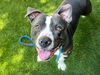 adoptable Dog in San Jose, CA named BLUE BEAR