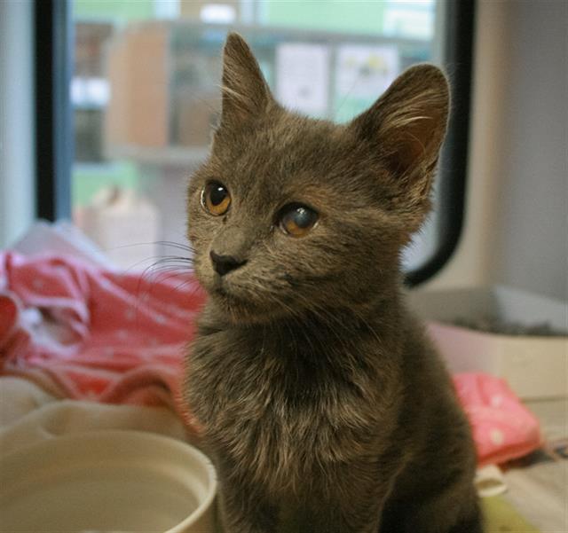 adoptable Cat in San Jose, CA named LUNA