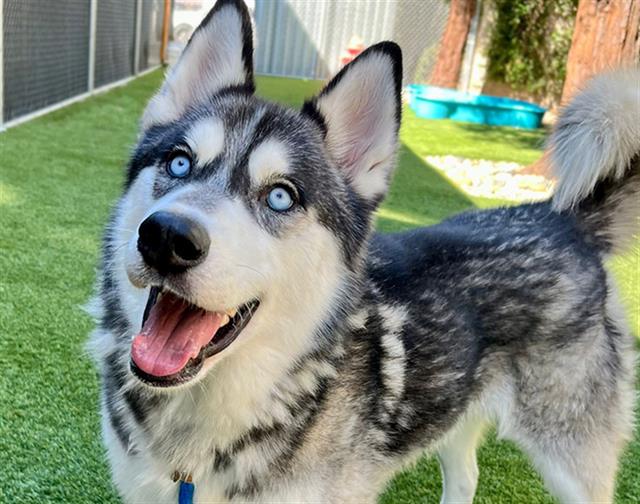 adoptable Dog in San Jose, CA named SHADOW