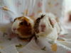 adoptable Guinea Pig in San Jose, CA named BLUEBELL