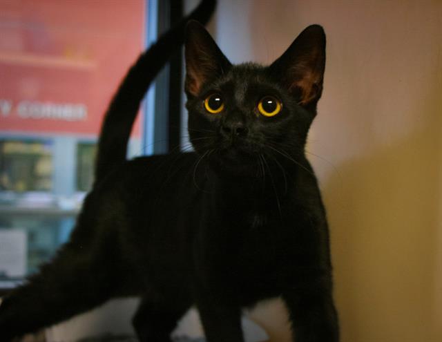 adoptable Cat in San Jose, CA named EBONY