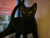 adoptable Cat in San Jose, CA named EBONY