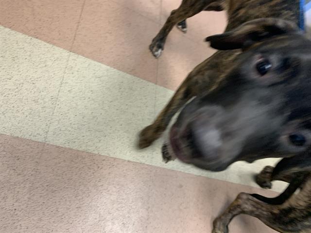 adoptable Dog in San Jose, CA named ALYSSA