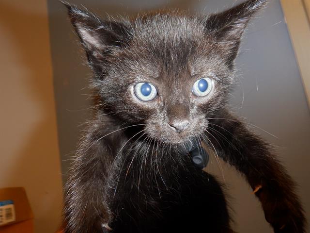 adoptable Cat in San Jose, CA named A1355698