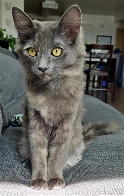 adoptable Cat in San Jose, CA named CHARLIE