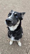 adoptable Dog in San Jose, CA named LUMI