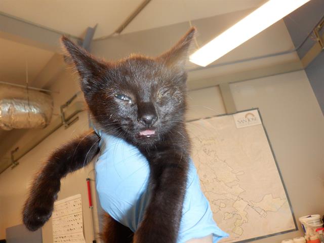 adoptable Cat in San Jose, CA named A1353267