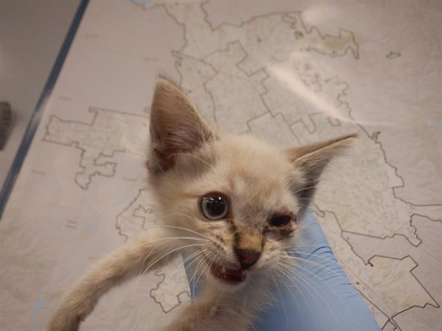 adoptable Cat in San Jose, CA named A1352297