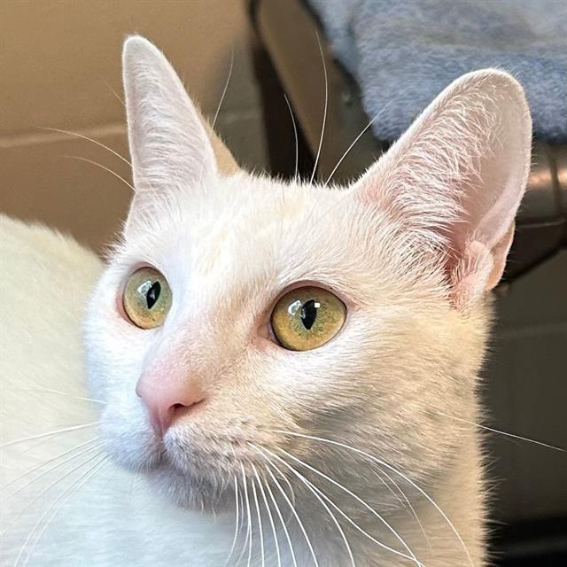 adoptable Cat in San Jose, CA named PAPAYA