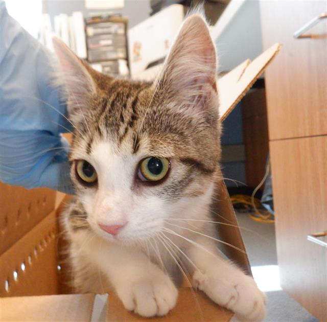 adoptable Cat in San Jose, CA named A1351264