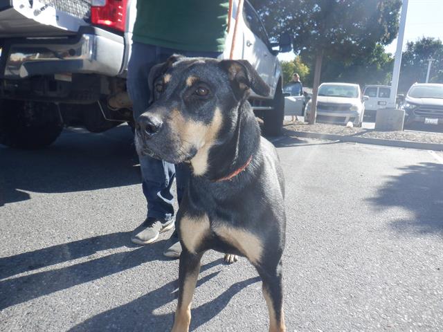 adoptable Dog in San Jose, CA named JOSIE