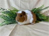 adoptable Guinea Pig in  named SIMBA
