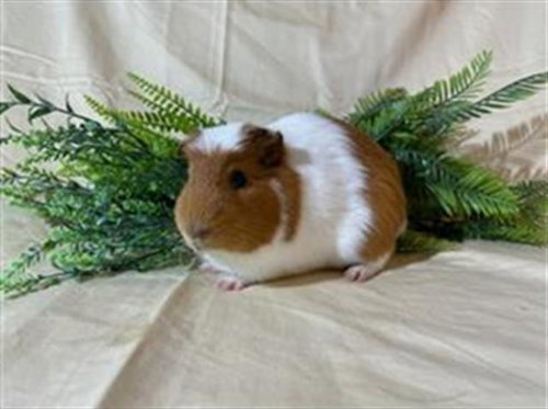 SIMBA - Guinea Pig available for adoption
