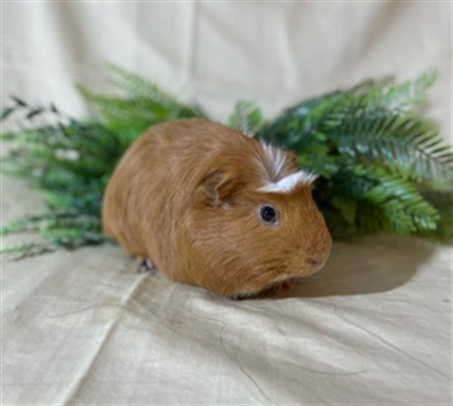 BISON - Guinea Pig available for adoption