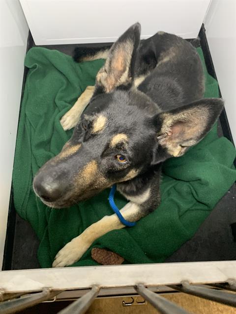 adoptable Dog in San Jose, CA named ELDEN