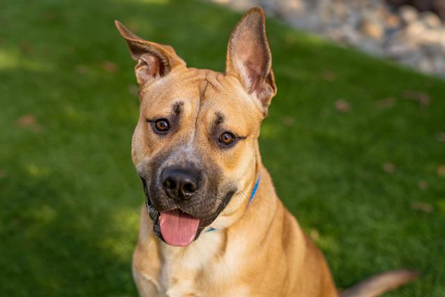 adoptable Dog in San Jose, CA named KEANU