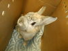 adoptable Rabbit in San Jose, CA named OPTIMUS