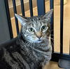 adoptable Cat in San Jose, CA named MARCO