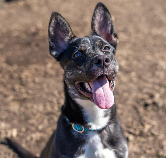 adoptable Dog in San Jose, CA named DUNKAROO