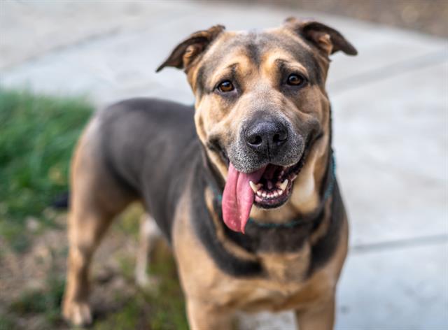 adoptable Dog in San Jose, CA named ELSA