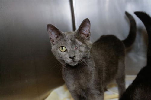 picture of the cat needing adoption