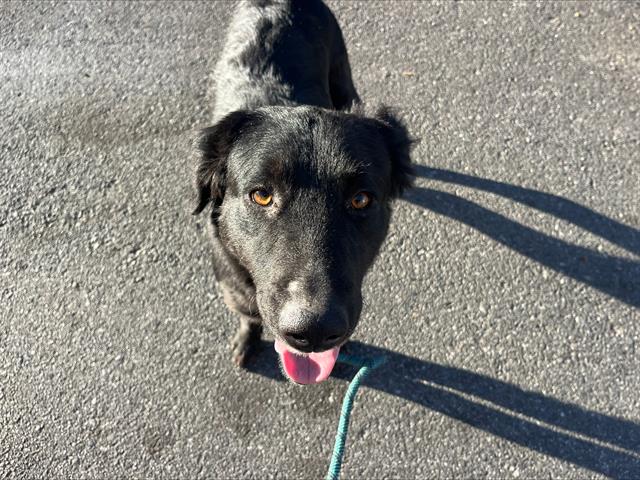 adoptable Dog in San Jose, CA named BONITA