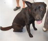 adoptable Dog in  named A1361249