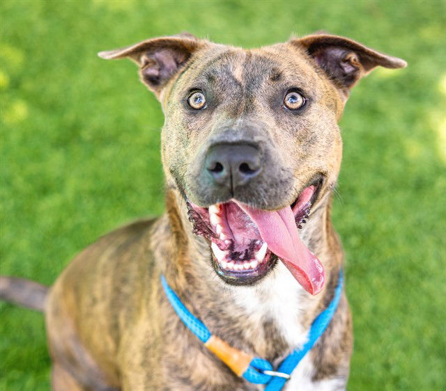 adoptable Dog in San Jose, CA named SANDER