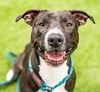 adoptable Dog in San Jose, CA named NEWT