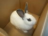adoptable Rabbit in San Jose, CA named ZERO