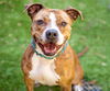 adoptable Dog in San Jose, CA named MOANA
