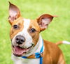 adoptable Dog in San Jose, CA named DANNY