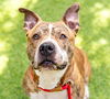 adoptable Dog in San Jose, CA named HAMMY