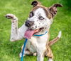 adoptable Dog in San Jose, CA named DON JULIO